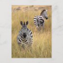 Buscar kenya postales Animales salvajes
