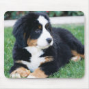 Buscar bernese Animales