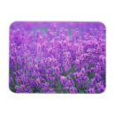 Buscar flor de lavanda imanes Naturaleza