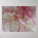 Buscar rosa del clavel posters Fotografía