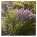 Buscar flor nacional azulejos Desierto