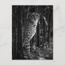 Buscar foto blanco y negro postales Frío