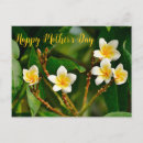 Buscar frangipani Tropical