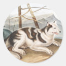Buscar canis pegatinas Mamífero