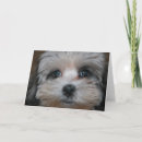 Buscar dulzor Perro