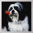 Buscar shih tzu arte Amante de los perros
