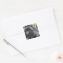 Buscar gorila pegatinas Animales salvajes