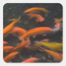 Buscar feng shui pegatinas Suerte