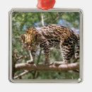 Buscar el amazonas adornos Amazón