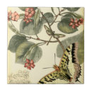 Buscar libélula azulejos Insectos