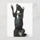 Buscar cuerpo completo postales Perro