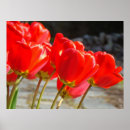 Buscar flores rojas posters General y unisex