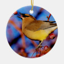 Buscar waxwing El birding