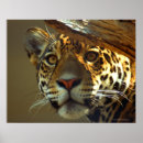 Buscar gato salvaje posters Selva