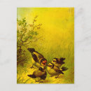 Buscar gorriones postales Animal
