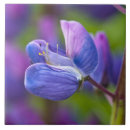 Buscar cierre azulejos Rosa