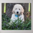 Buscar goldendoodle posters Labradoodle