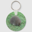 Buscar puerco espín accesorios Animales