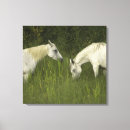 Buscar caballos lienzos Oeste salvaje