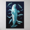 Buscar ballena beluga posters Azul