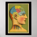 Buscar frenología posters Cerebro