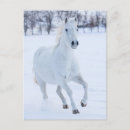 Buscar caballo blanco postales Nieve