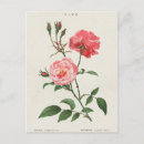 Buscar botánico francés postales Rosa