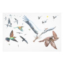 Buscar vuelo fotografía Pájaros