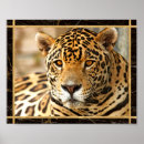 Buscar jaguar salvaje posters Fotografía
