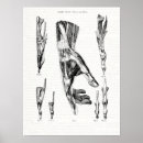 Buscar anatomía humana posters Vintage