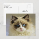 Buscar ojos azules postales Felino