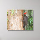 Buscar pileated Pájaro