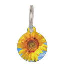 Buscar girasoles mascotas Para mascotas