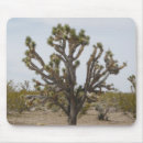 Buscar yuca Mojave