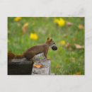 Buscar ladrones postales Ladrón