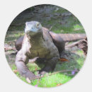 Buscar dragón de komodo pegatinas Reptil