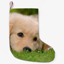 Buscar golden retriever calcetines navideños Perro perdiguero