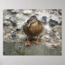 Buscar pato salvaje posters Pájaros