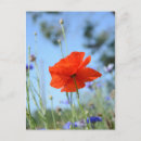Buscar amapolas postales Rojo