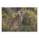 Buscar bengala fotografía Tigre de bengala