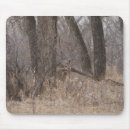 Buscar virginianus electronica Al aire libre