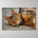 Buscar rayas verdes posters Adorable