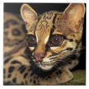 Buscar jaguar ojo Parque nacional
