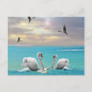 Buscar cisne blanco postales Para ella