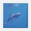 Buscar cozumel imanes Océano