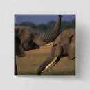 Buscar africa chapas Puesta de sol
