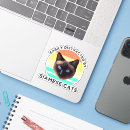 Buscar gatos siameses Humor