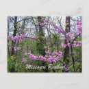 Buscar redbud postales Púrpura