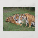 Buscar animales exóticos postales Tigres