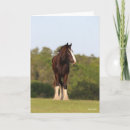 Buscar shira tarjetas Raza